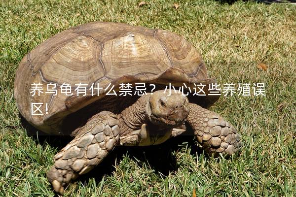 養烏龜有什么禁忌？小心這些養殖誤區!